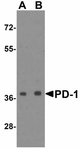 1 - PD-1 Antibody [8A4] ASC12037