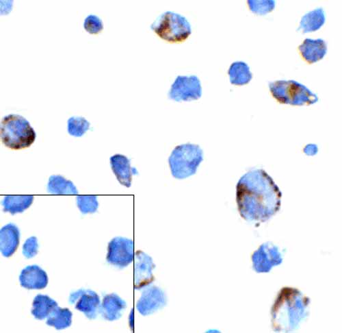 8 - PD-1 Antibody [7H6] ASC12038