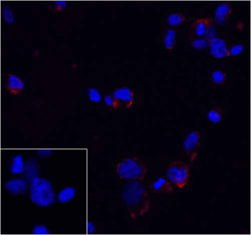 3 - PD-1 Antibody [7H6] ASC12038