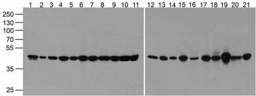 1 - beta-Actin Antibody [10B7] ASC12039