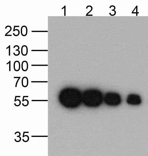 1 - DDDDK-tag Antibody [1D1B12] ASC12044