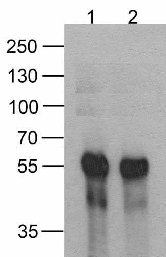 1 - DDDDK-tag Antibody [1D1B12] ASC12044