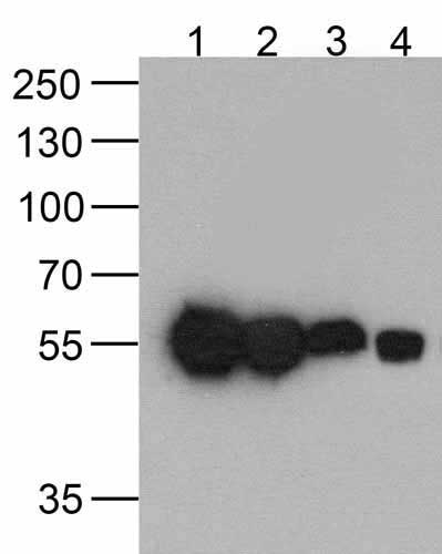 1 - HAT-tag Antibody [4A6F3] ASC12046
