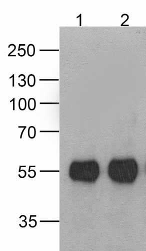 1 - HAT-tag Antibody [4A6F3] ASC12046