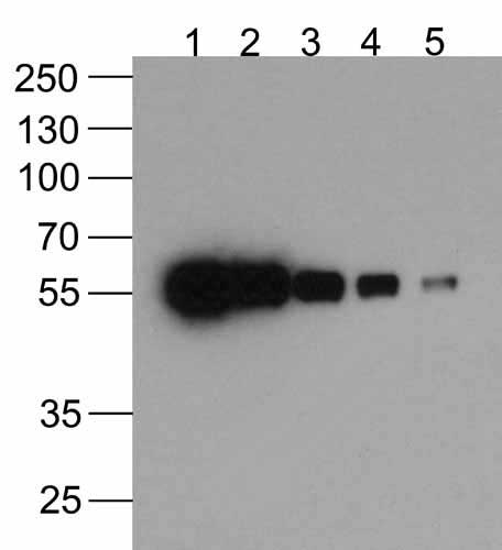 1 - HAT-tag Antibody [4A6F3] (biotin)  ASC12047