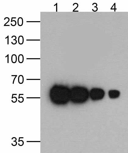 1 - HAT-tag Antibody [9A2F8] ASC12048