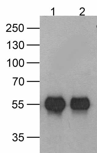1 - HAT-tag Antibody [9A2F8] ASC12048