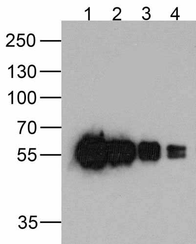 1 - cMyc-tag Antibody [5G5H7] ASC12049