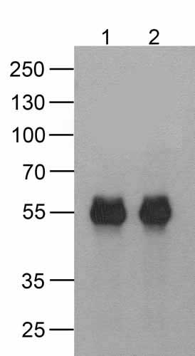cMyc-tag Antibody [5G5H7] - WB, E, IP - Buy Now!