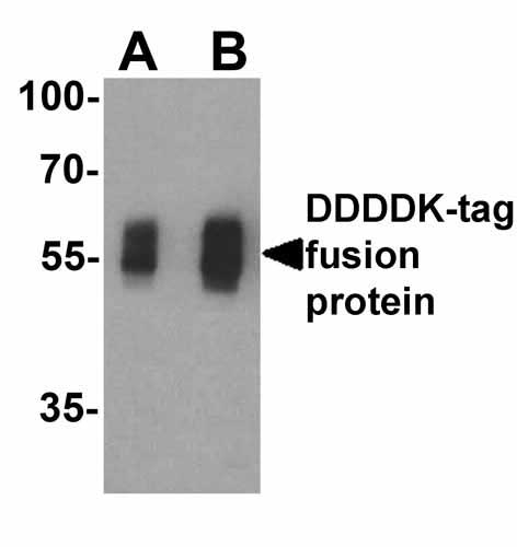 1 - DDDDK-tag Antibody ASC12056