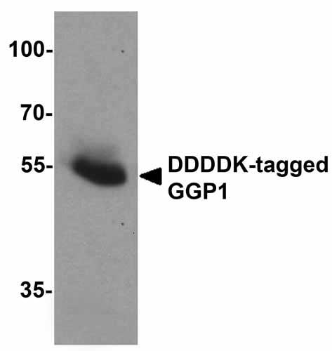 1 - DDDDK-tag Antibody ASC12056
