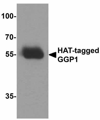 1 - HAT-tag Antibody ASC12057