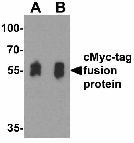 1 - cMyc-tag Antibody ASC12059