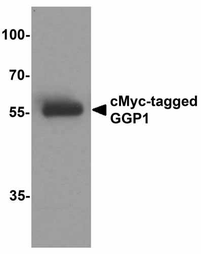1 - cMyc-tag Antibody ASC12059