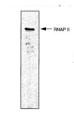 1 - Anti-RNA polymerase II CTD repeat YSPTSPS Antibody (4H8)                                             ABV12020