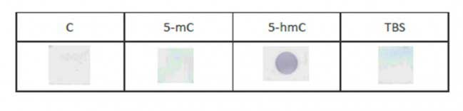 6 - Anti-5-Hydroxymethylcytosine Antibody ABV12026