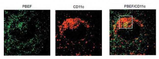 2 - Anti-NAMPT Antibody ABV12032