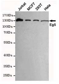 1 - Anti-Eg5 Antibody (4H3-1F12) ABV12040