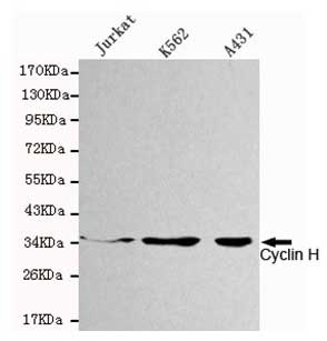 1 - Anti-Cyclin H Antibody (1H9-D3-E11) ABV12051