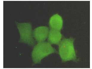 8 - Anti-PPP1A Antibody (1C11-C10-H5-E9) ABV12059