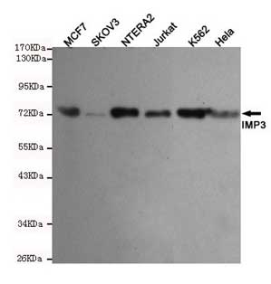 1 - Anti-IMP3 Antibody (1F1-E10-D11) ABV12066