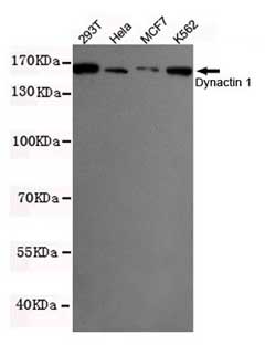 1 - Anti-DCTN1 Antibody (3D5-C6-D5) ABV12072