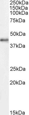 1 - Goat Anti-CDK9 Antibody AF4321a