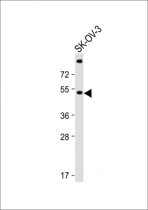 1 - SPNS2 Antibody (N-term) AP17856a