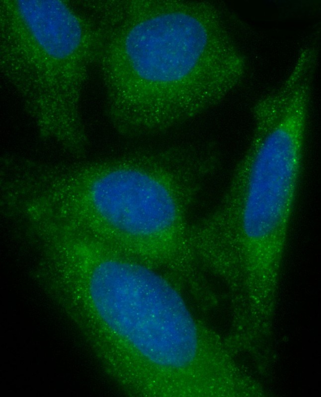 3 - FAM125A Antibody (N-Term) AP22249a
