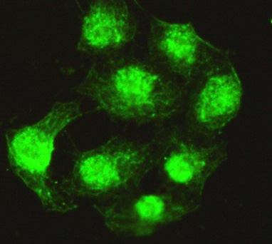 3 - Anti-PPP4C Antibody (2F11-D10-G4) ABV12074