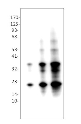 1 - Anti-MART-1/Melan-A Antibody ABV12075