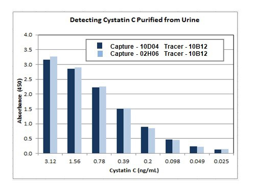 10 - Anti-Cystatin C Antibody (02H06) ABV12109
