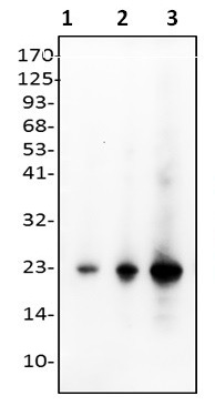 1 - Anti-SHH Antibody ABV12112