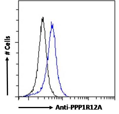 4 - Goat Anti-PPP1R12A Antibody AF4330a