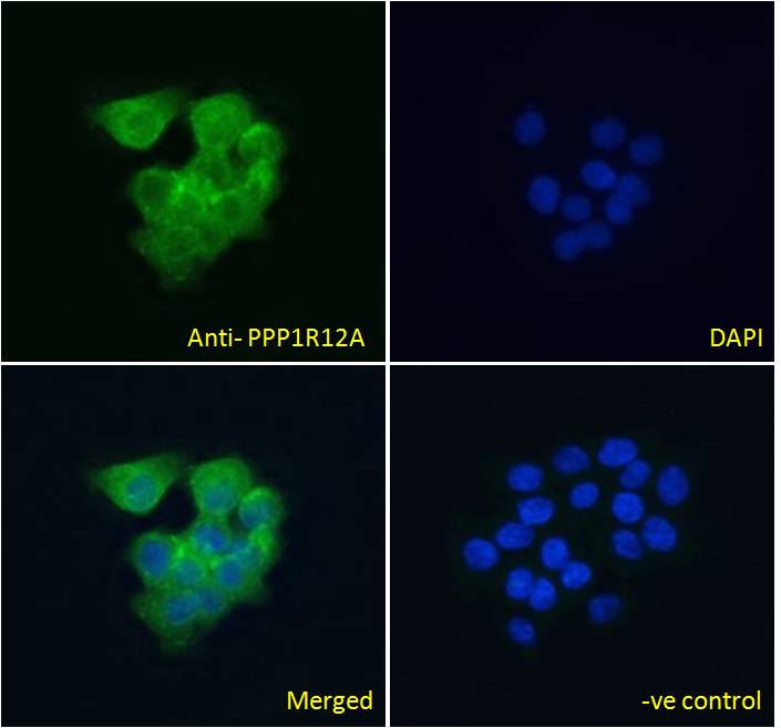 3 - Goat Anti-PPP1R12A Antibody AF4330a