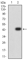 1 - ARHGAP42 AO2509a