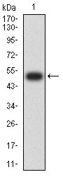 1 - CHRNA6 AO2555a