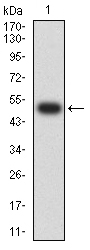 1 - CHRNA7 AO2586a