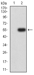 1 - CHRNA7 AO2586a