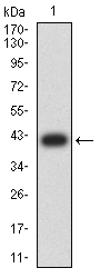 1 - GLRB AO2618a