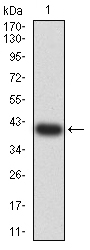 1 - BATF AO2629a
