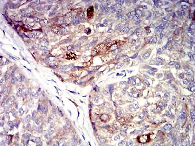 2 - P2RY4 AO2657a