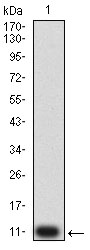 1 - P2RY4 AO2657a