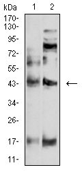 1 - P2RY4 AO2657a
