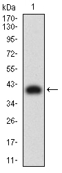 1 - CD158E1 AO2690a