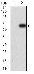1 - CD158E1 AO2690a
