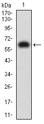 1 - KIR3DL1 AO2701a