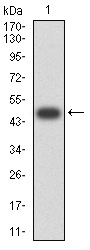 1 - CD161 AO2744a