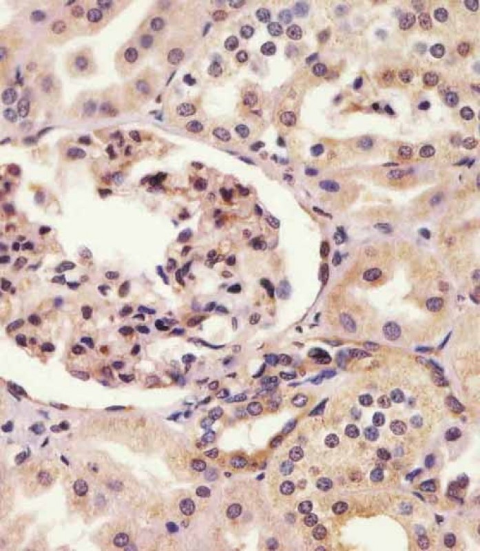 14 - SYNE2 Antibody (N-Term) AP22254a