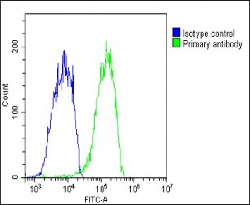 4 - CHRNE Antibody (Center) AP22287c